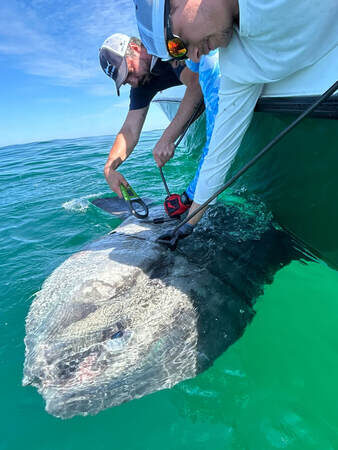 Tagging an ocean sunfish alongside a research boat