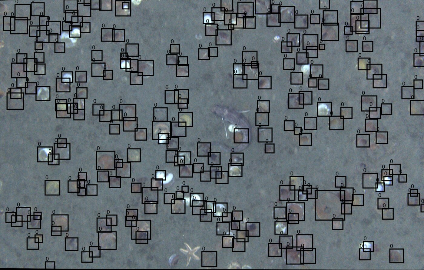 HabCam seafloor frame of a dense sea scallop bed with every scallop outlined by an automated detection box