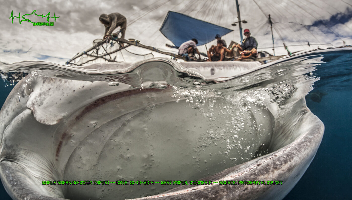 Split-level photo of a whale shark feeding beside a fishing boat, from the sharkPulse record archive